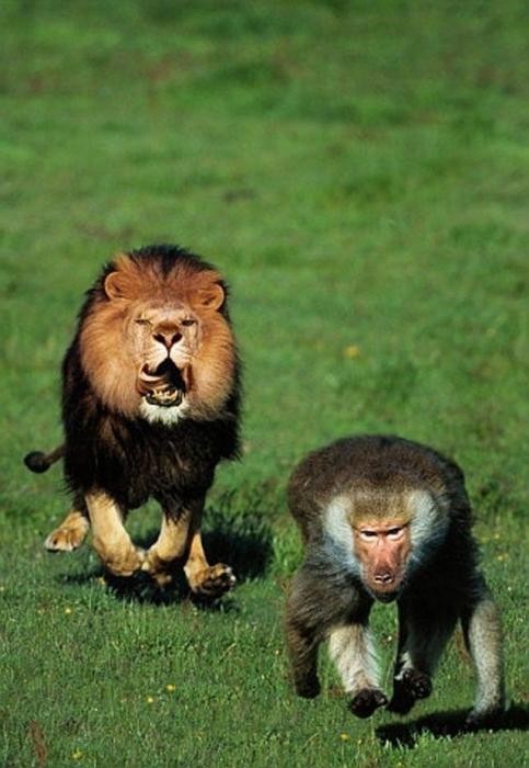 5000_lion_and_baboon_knuttz.jpg